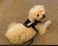Tripawd Tuesday Findley Wears Convert Harness