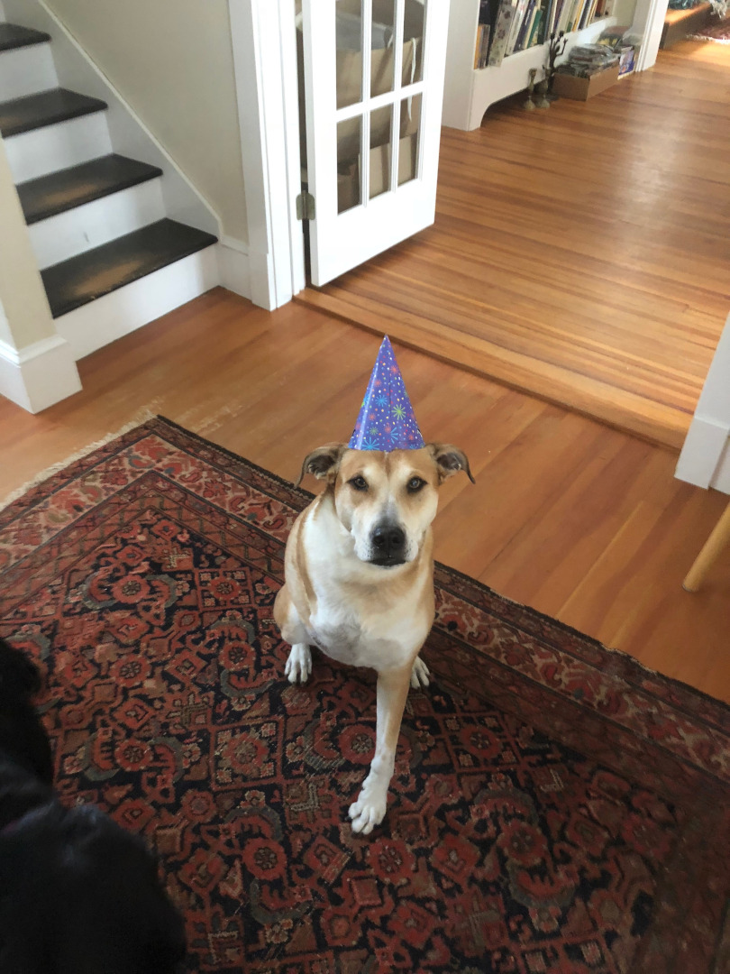 Tripawd Maggie celebrates life on three legs!