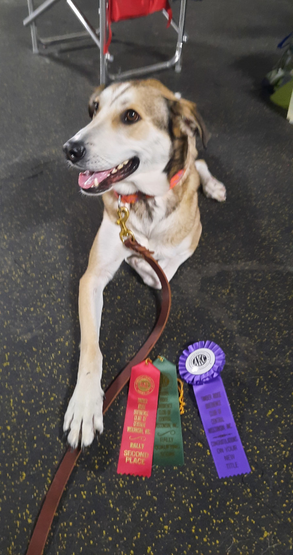 Three legged Tripawd Goose is competing in four-legged dog sports