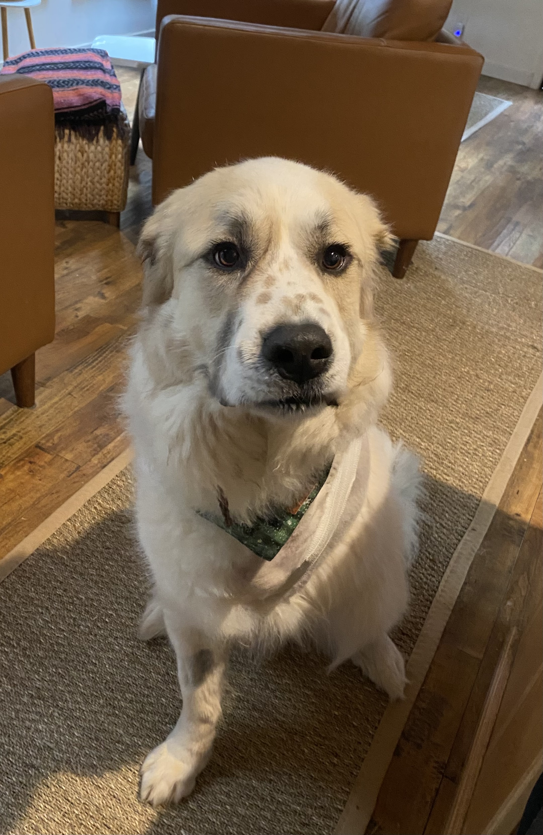 Tripawd Great Pyrenees Bandit learns to adjust after surgery.