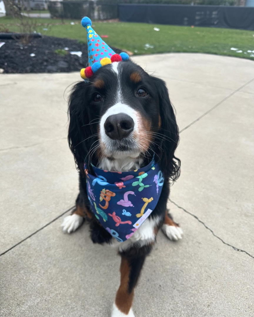 Mini Bernese Mountain Dog Tripawd Tuesday Rex the Resilient