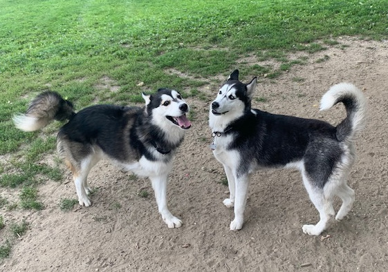 Tripawd Husky Alvin plays