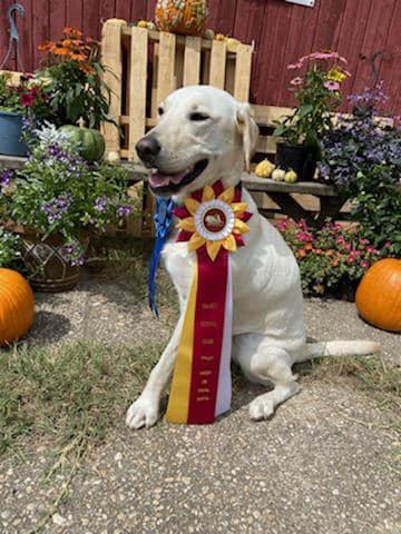 three legged rally and obedience dog