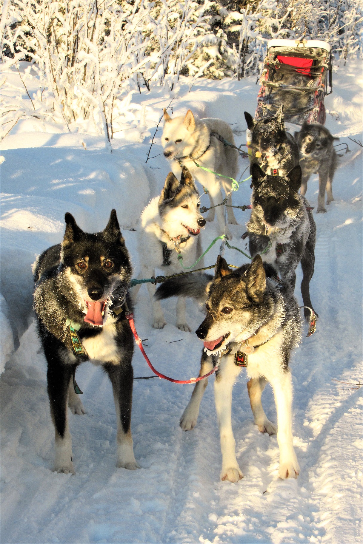 Three legged sled dog BP