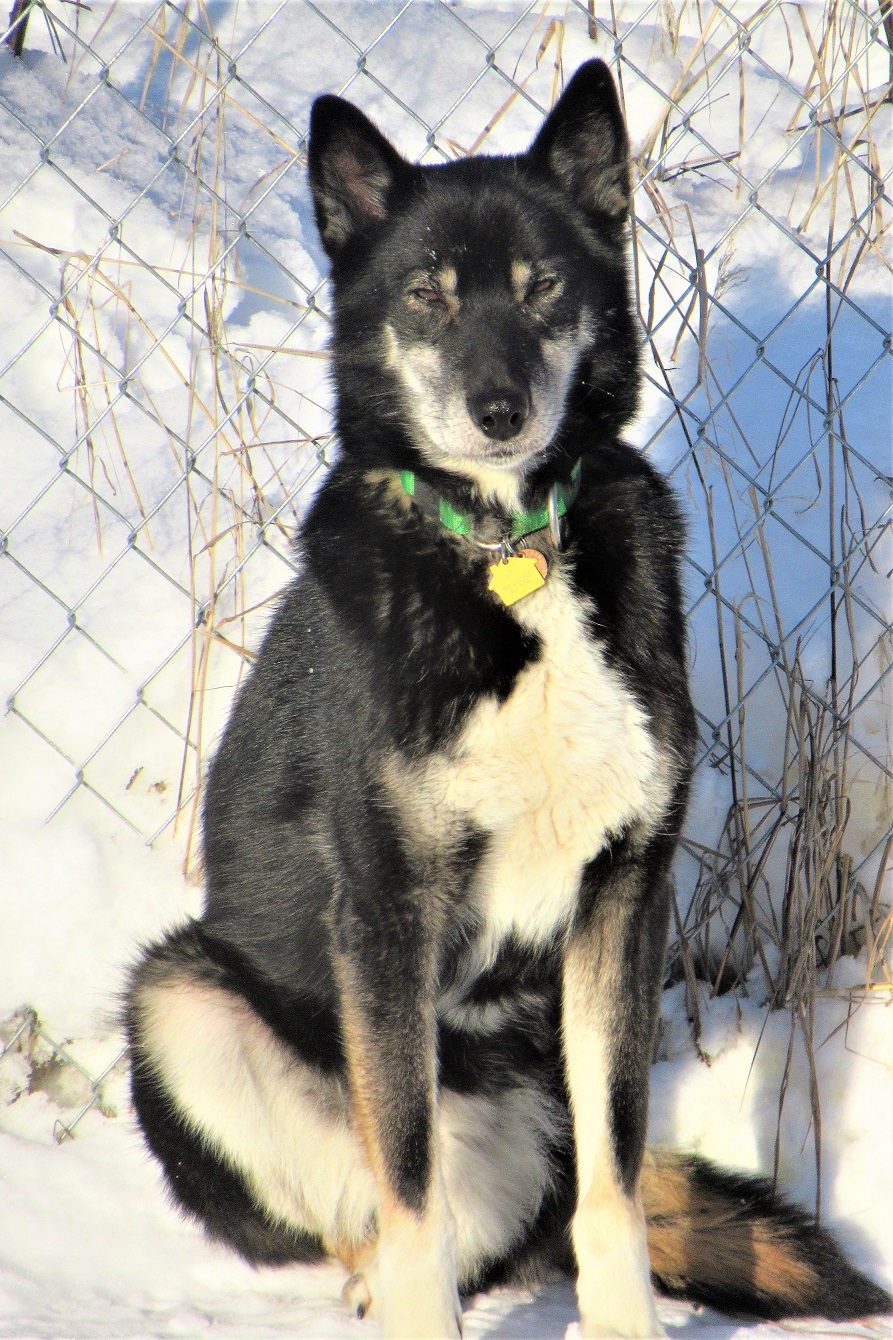 Three legged sled dog BP