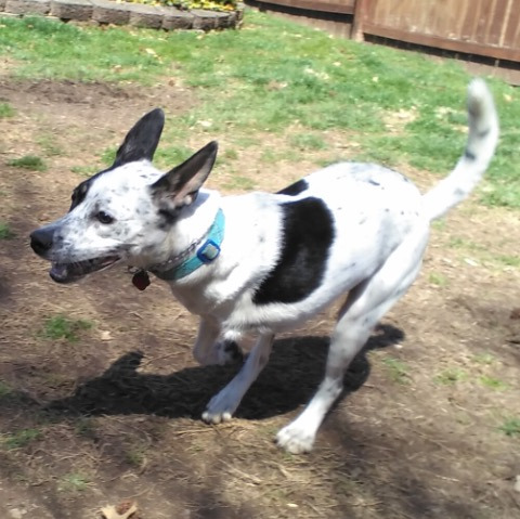 Tripawd dog running