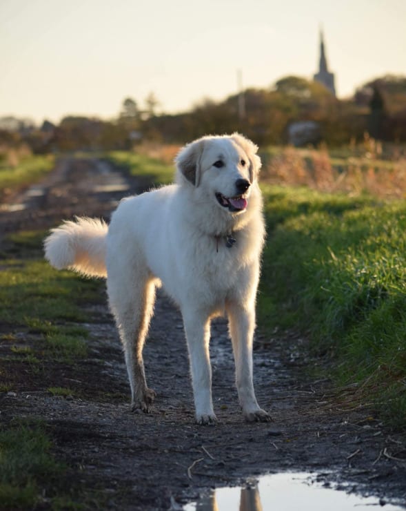 Happy Amputee Great Pyrenese