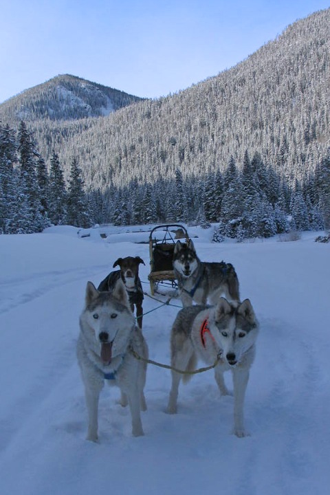 Three legged sled dog Calpurnia