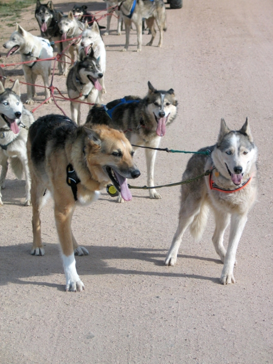 Three legged sled dog Calpurnia