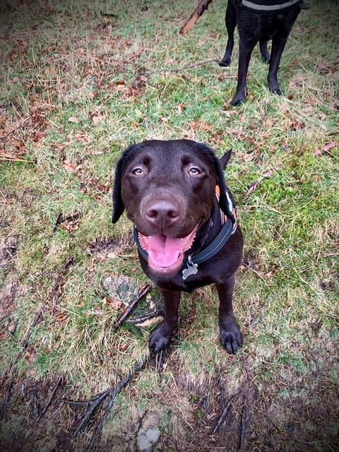 Cheeky Coco Chocolate Lab Tripawd