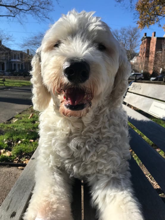 Tripawd Sheepdog Dexter Tripawd Sheepdog Dexter
