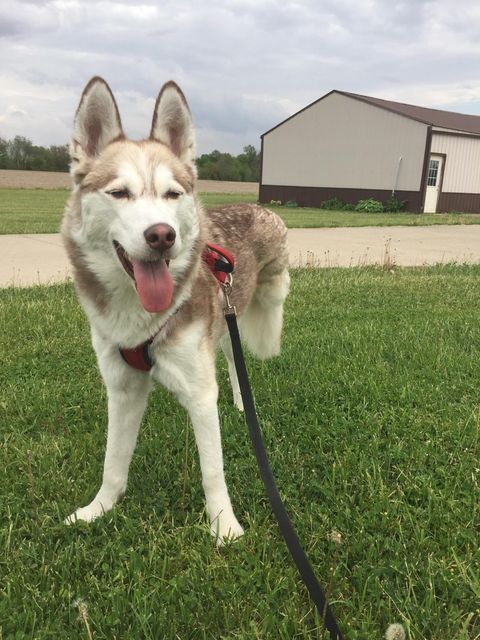 amputee Husky dog