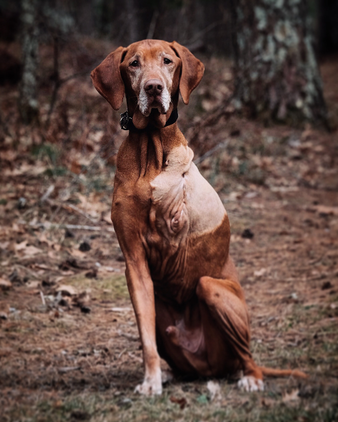 3-legged bird dog