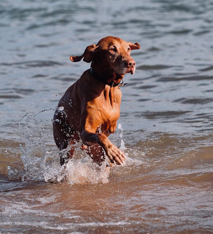 Vizsla Tripawd Hunter Swims Vizsla Tripawd Hunter Swims