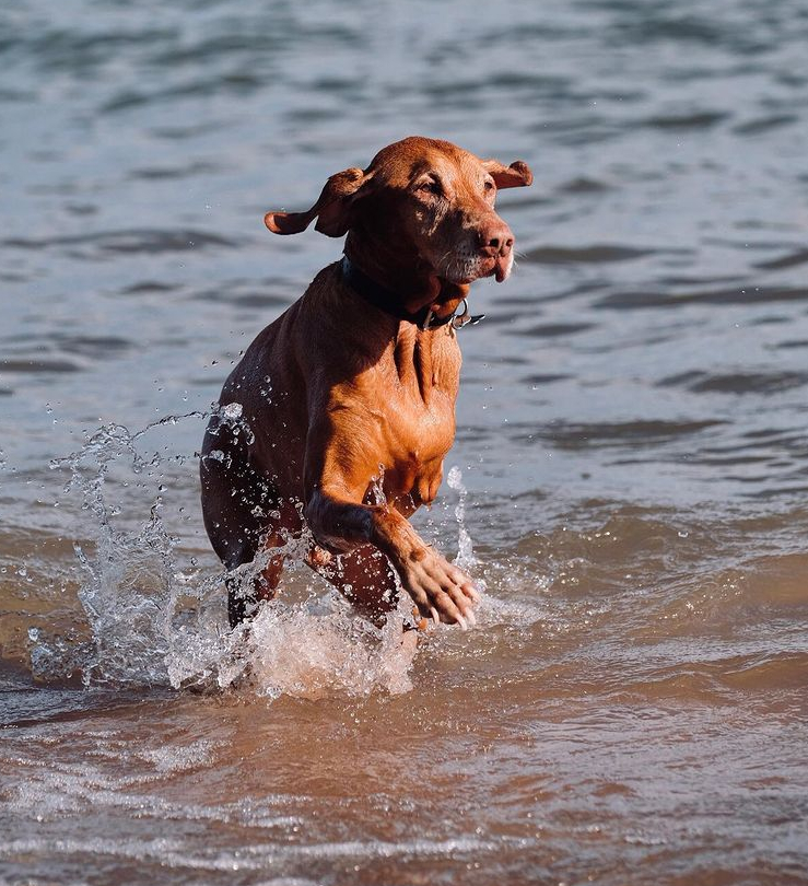 Vizsla Tripawd Hunter Swims