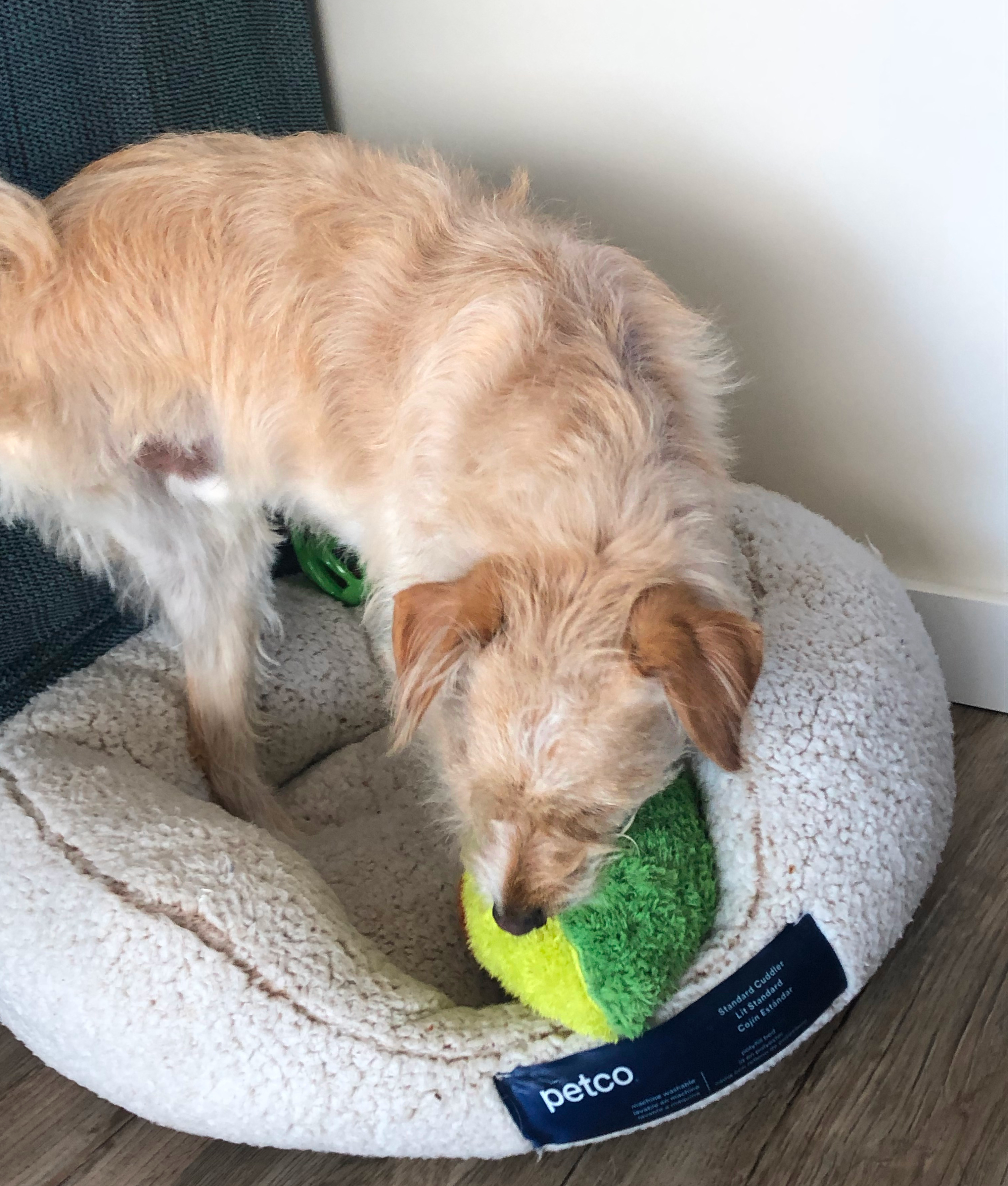 Toby the Tripawd plays with his new toys