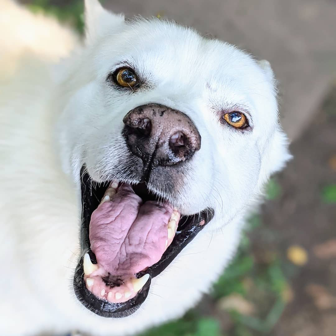 adoptable Tripawd Husky Lotus