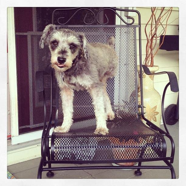 Senior Tripawd Mini Schnauzer Piper (Image: Kelly Mullins)