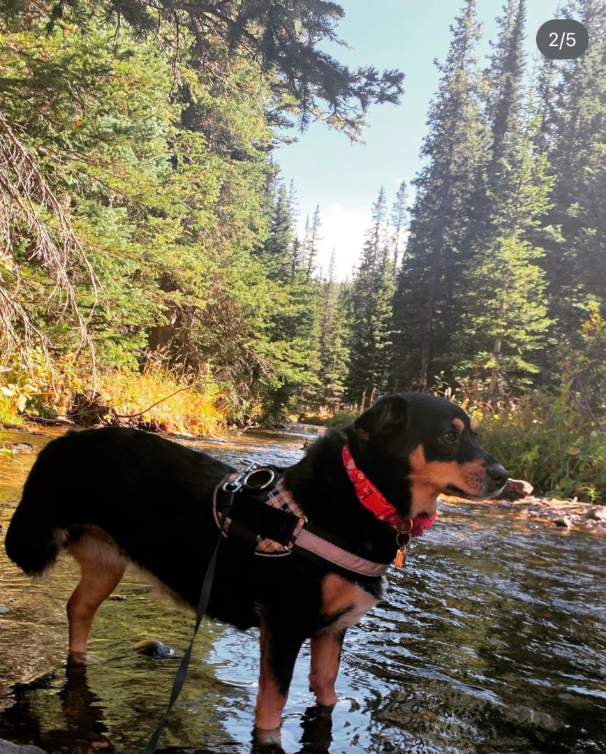 Tripawd Roxy on an adventure!