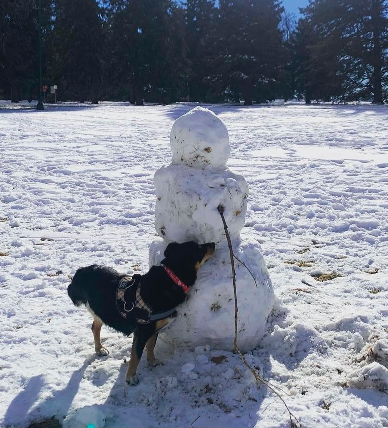 Tripawd Roxy wonders if she likes snow!