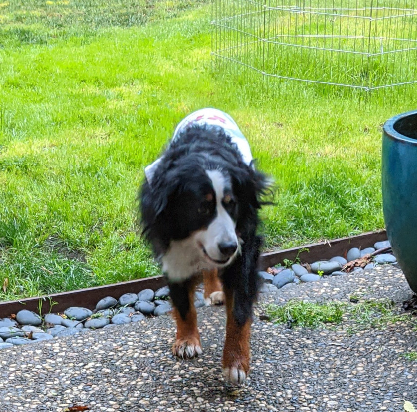 Bernese Mountain Dog amputee Izzie Bernese Mountain Dog amputee Izzie