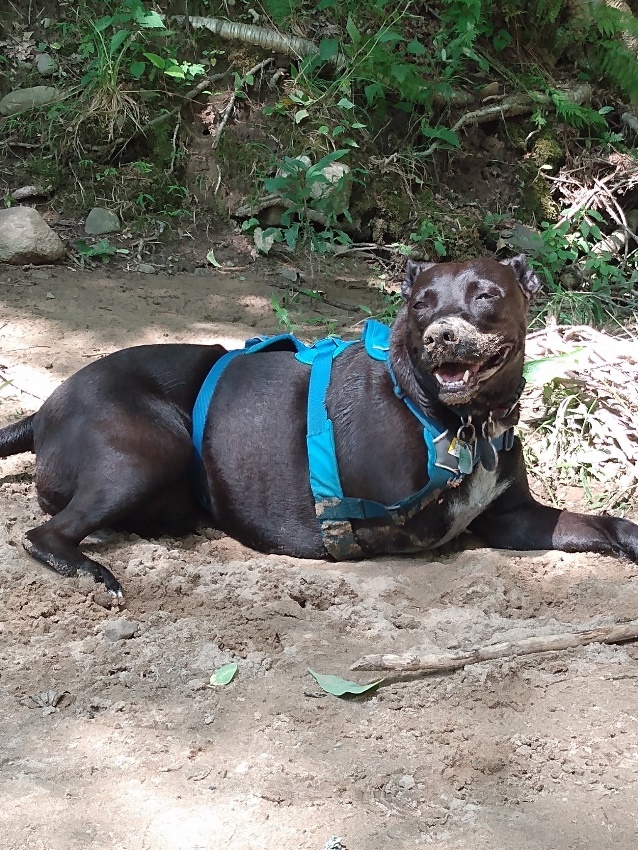 three-legged rescue dog
