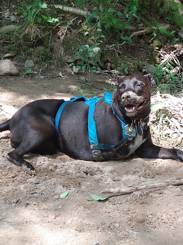 three-legged rescue dog three-legged rescue dog