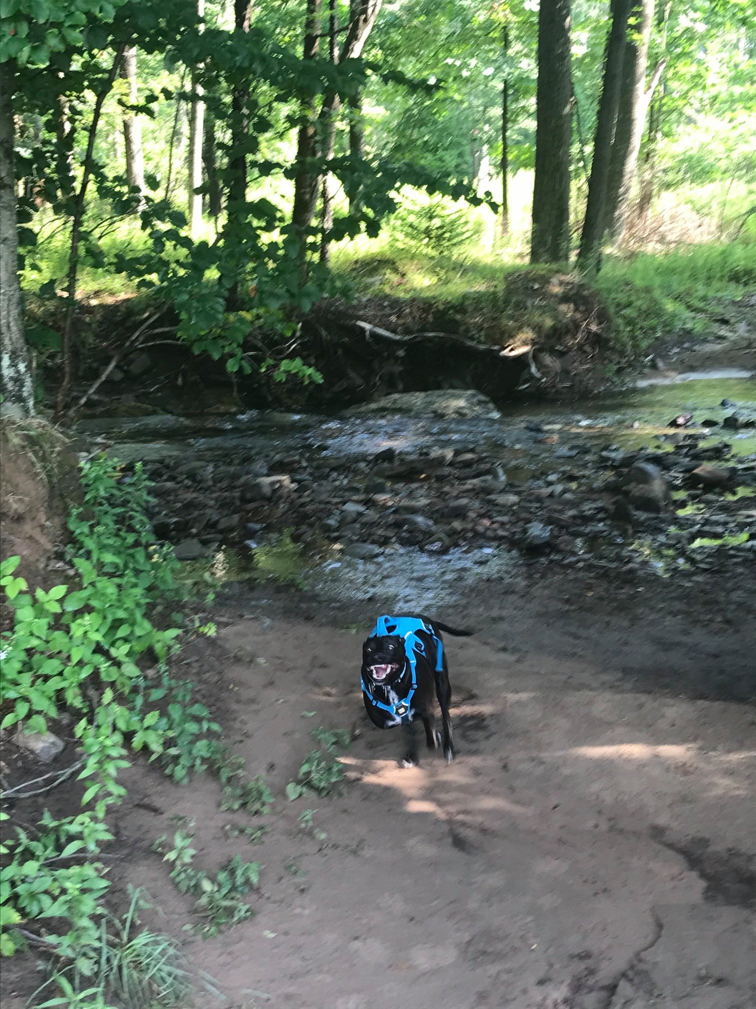 three legged dog swimming