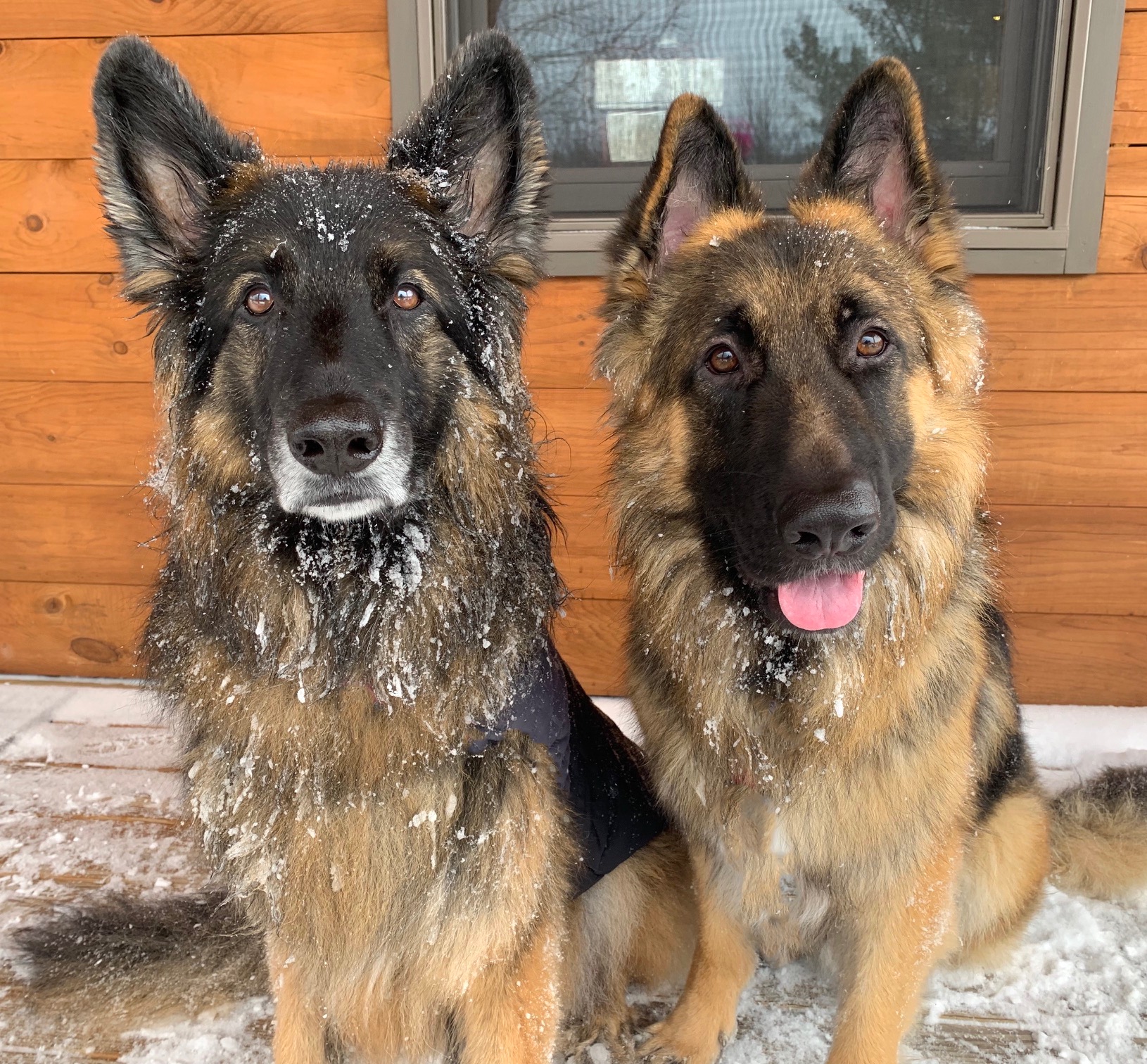 Amputee German Shepherd helps pets with cancer