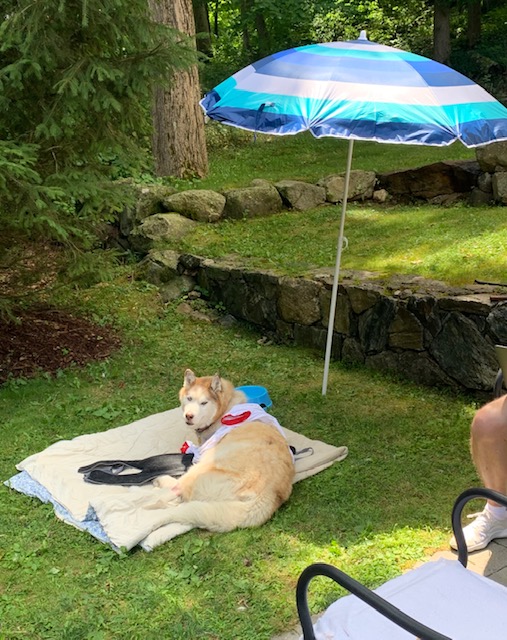 Gentle Tripawd Husky Keira Gentle Tripawd Husky Keira