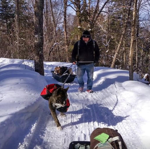 Akita Tripawd