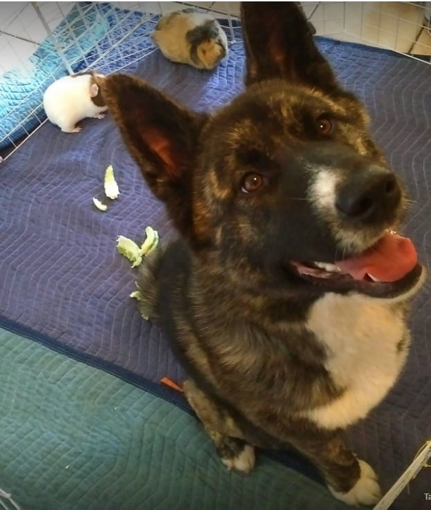 Akita Tripawd