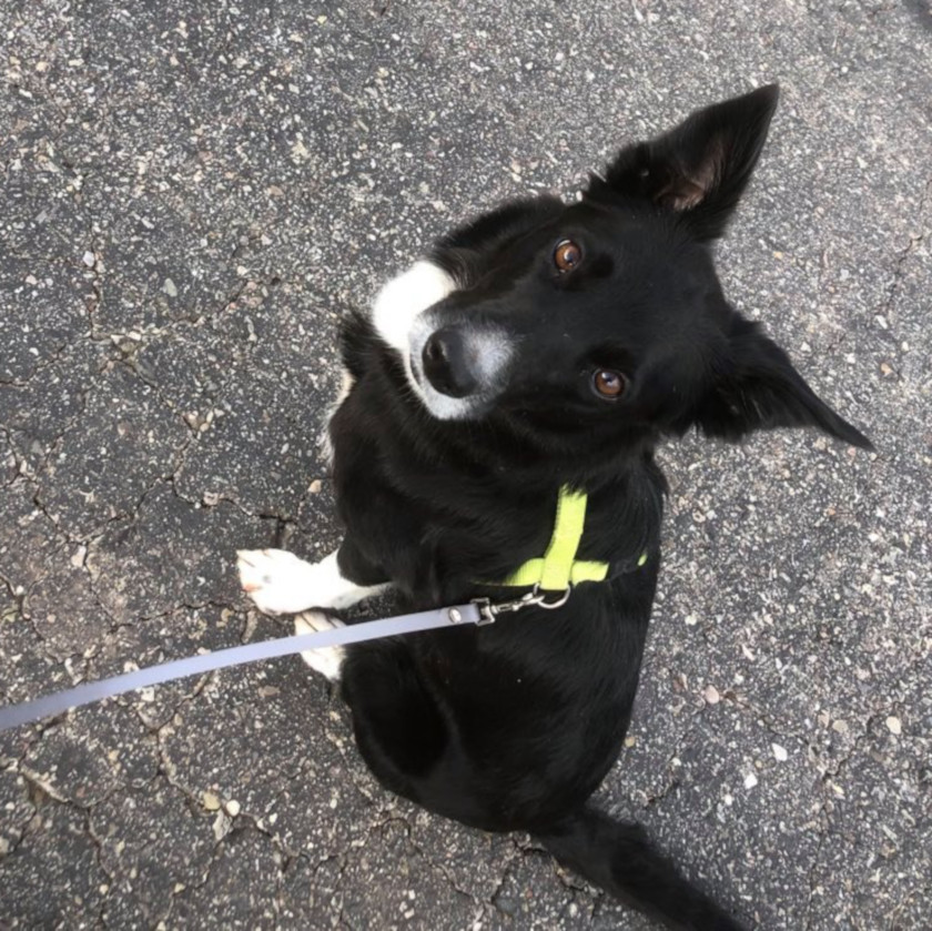 Border Collie Kix