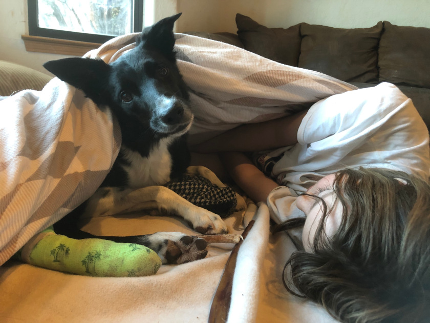 dog recovers from cactus thorn infection