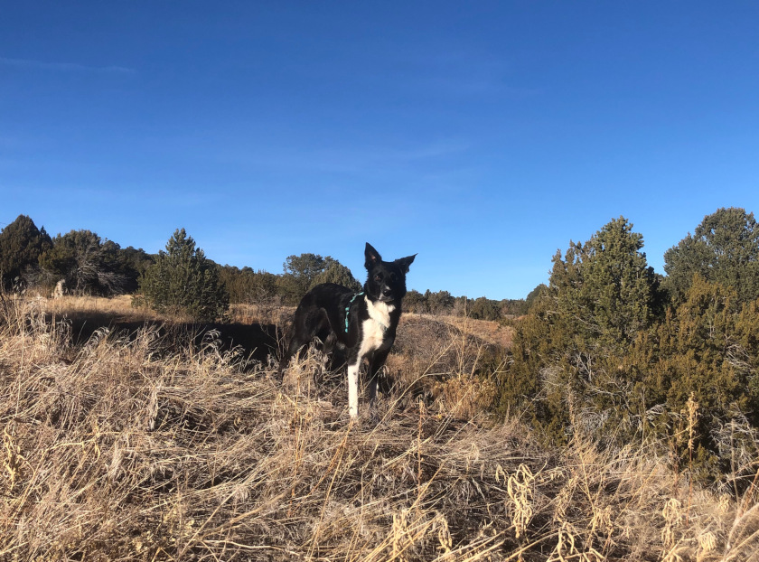 Border Collie dog toe amputation story