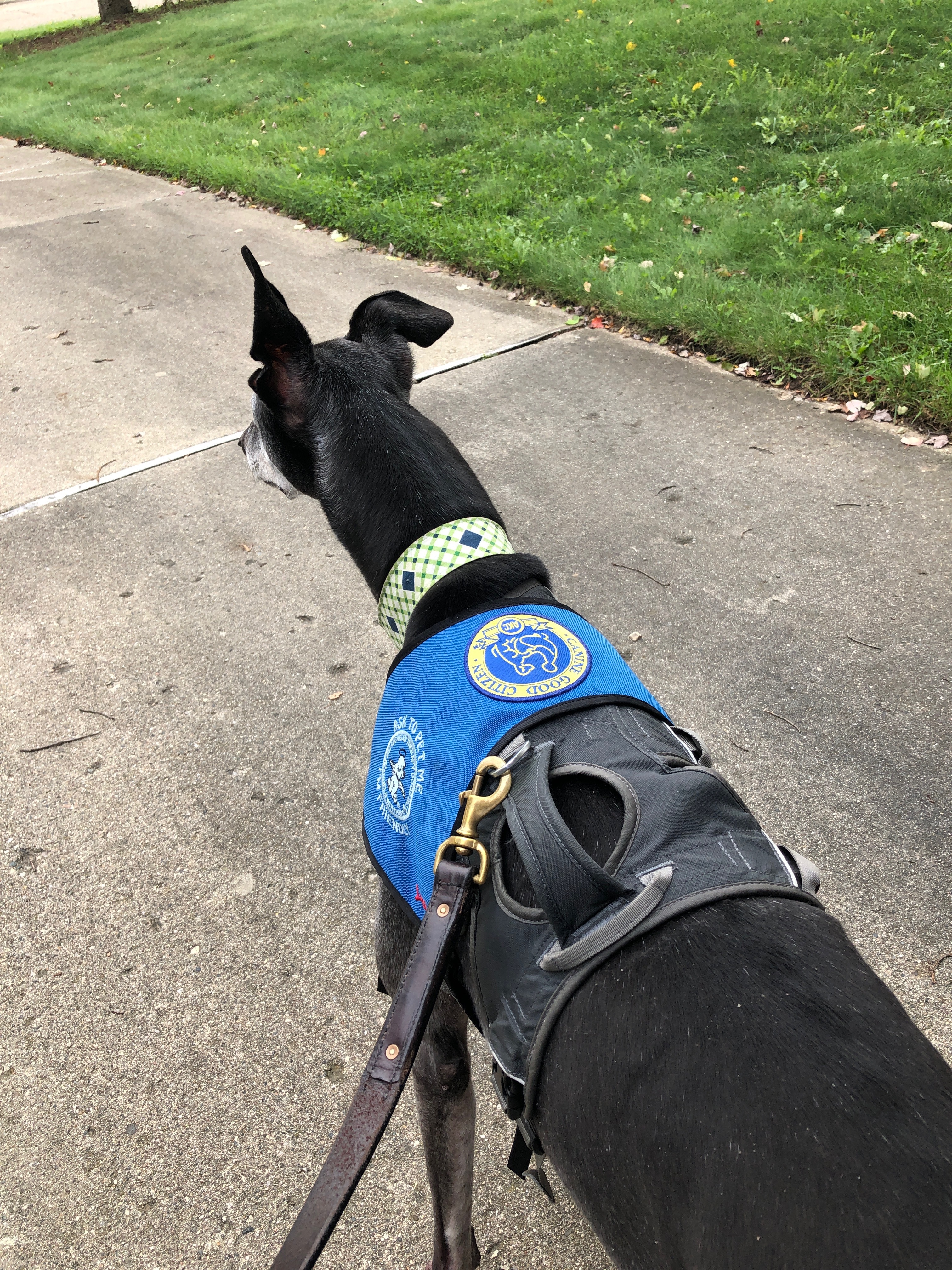 Greyhound cancer survivor therapy dog
