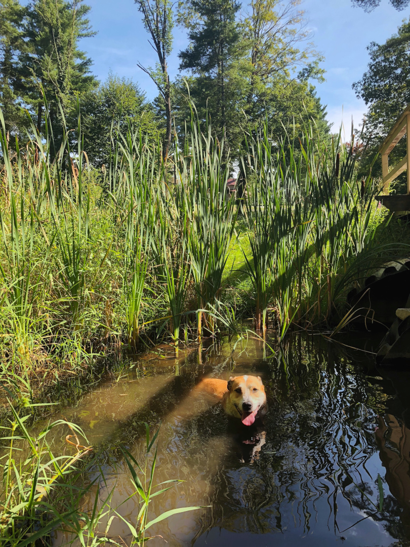 Senior Tripawd Dog Maggie Swimming in the Pond