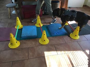 Safe Tripawd Exercise
