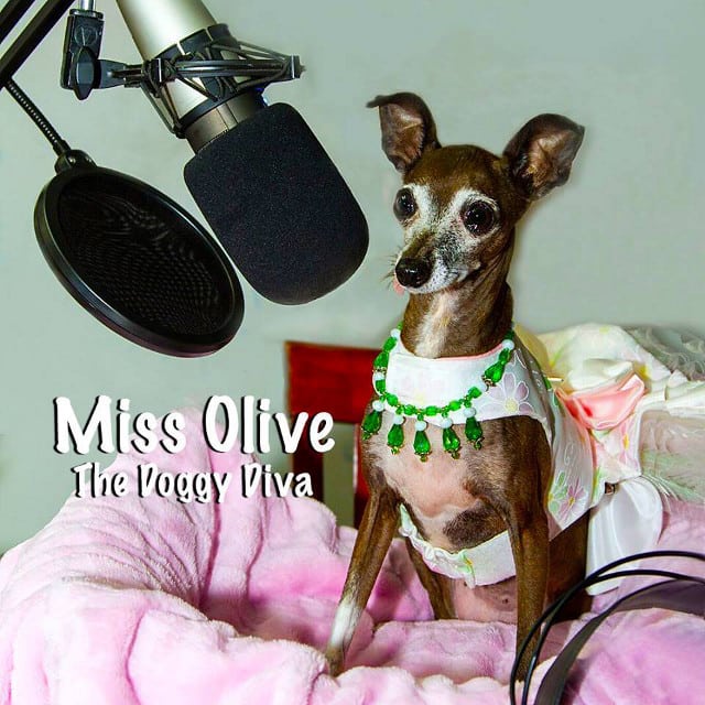 Olive Italian Greyhound Tripawd