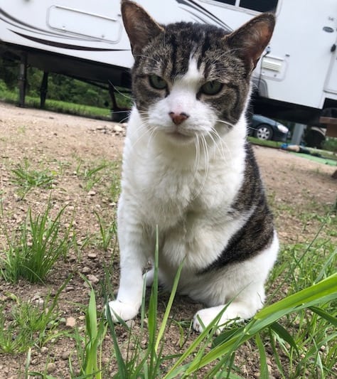 three legged senior cat