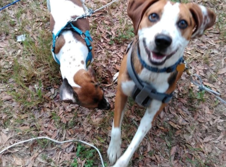 Future Tripawd Penelope Future Tripawd Penelope