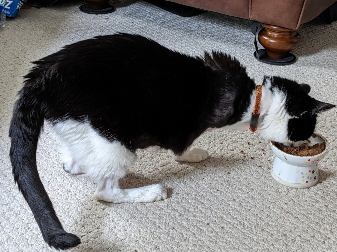 Tripawd cat eats after amputation surgery