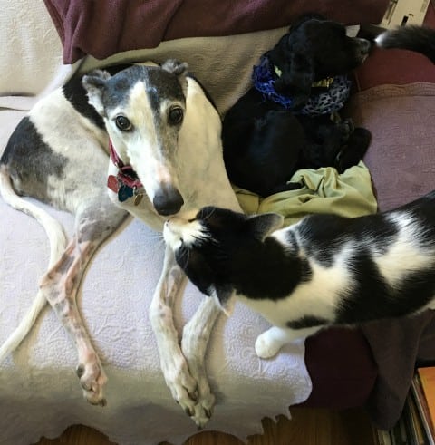 Tripawd Greyhound Sessy and her kitty