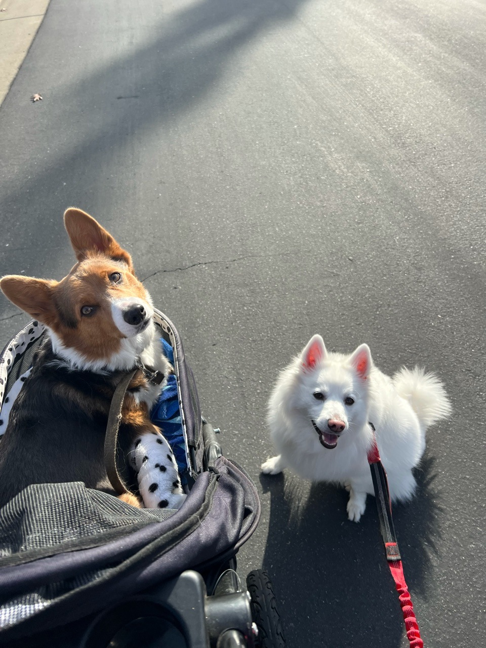 Shadow the Tripawd Corgi in a stroller with American Eskimo dog brother