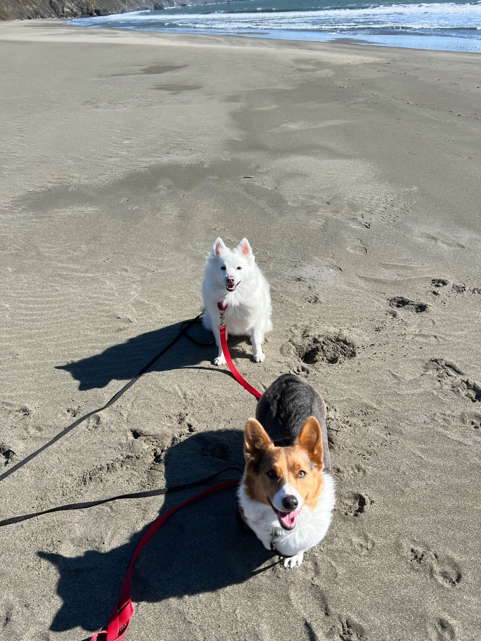 Shadow the Tripawd Corgi on the each with American Eskimo dog brother