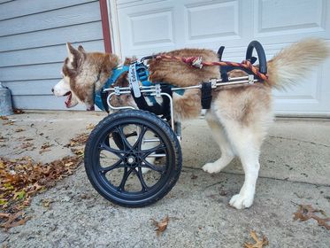 three legged dog tries wheelchair