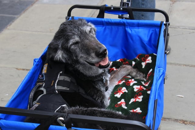 Three legged senior dog stroller