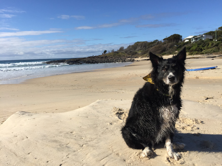 Australia amputee dog