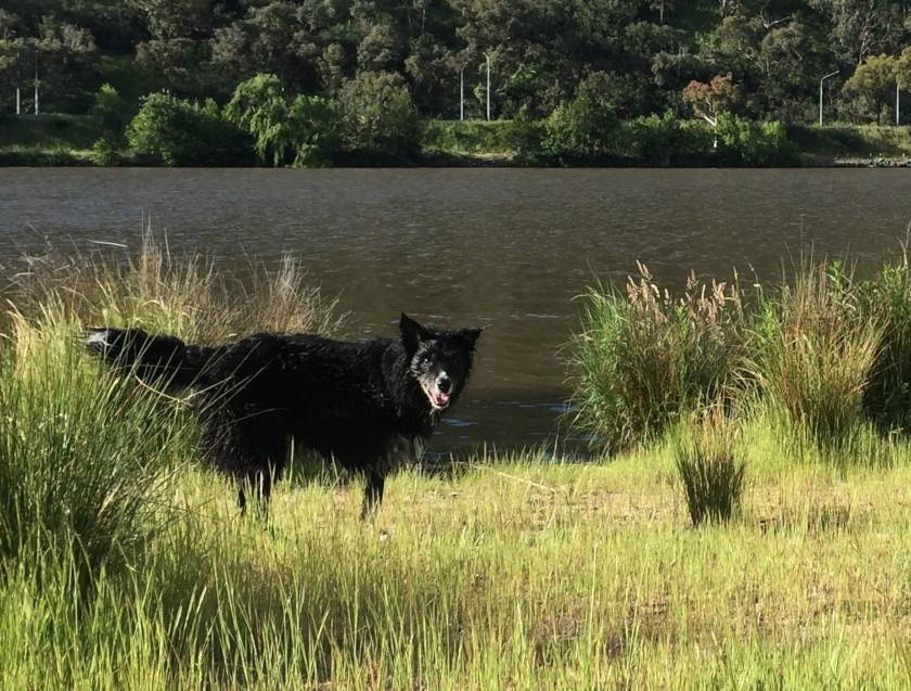 three-legged dog swims