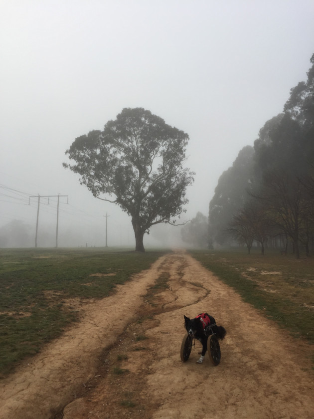 amputee dog in wheelchair